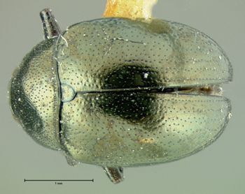 Media type: image;   Entomology 33865 Aspect: habitus dorsal view